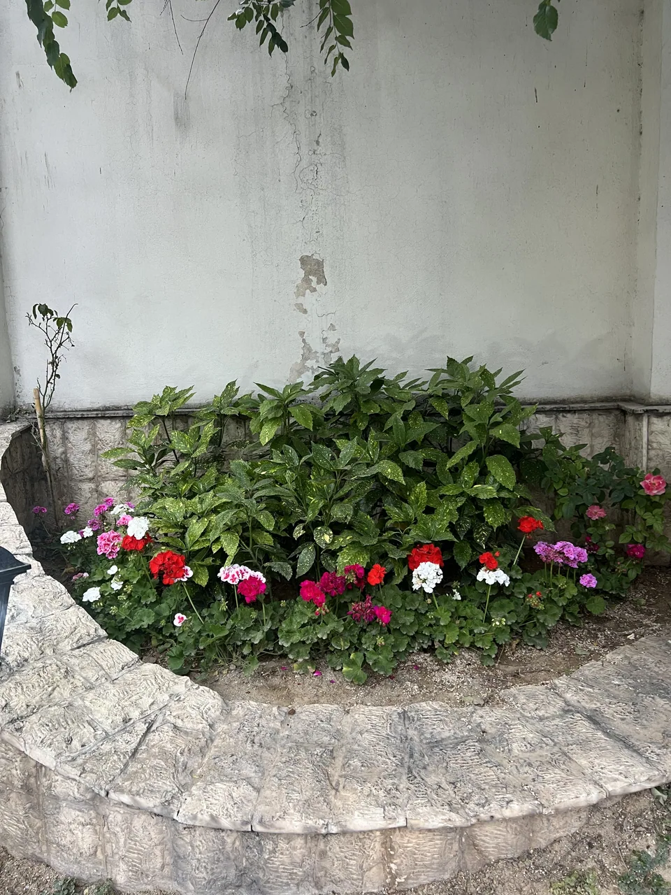 کاشت گل‌های فصلی صورتی، سفید و قرمز در باغچهٔ سنگی